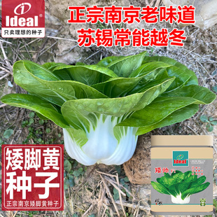 小白菜种子南京矮脚黄菜籽矮脚白菜种籽矮脚奶白菜种子籽理想农业