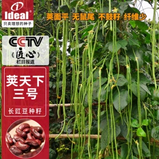理想长豇豆种子豆角四季蔬菜种子青豆角瓜果种籽高产基地大全