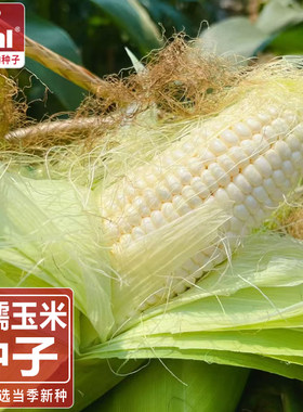 甜糯玉米种子水果玉米江苏苏州无锡常州适宜种植长三角金奖糯玉米