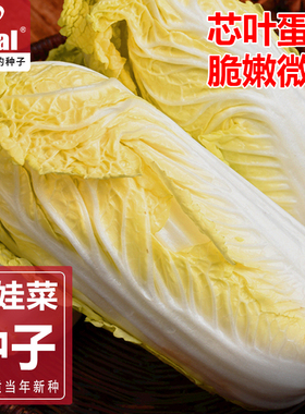 娃娃菜种子娃娃菜籽小白菜种子白菜种子ideal理想农业理想种业