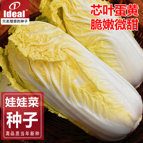 娃娃菜种子娃娃菜籽小白菜种子白菜种子ideal理想农业理想种业