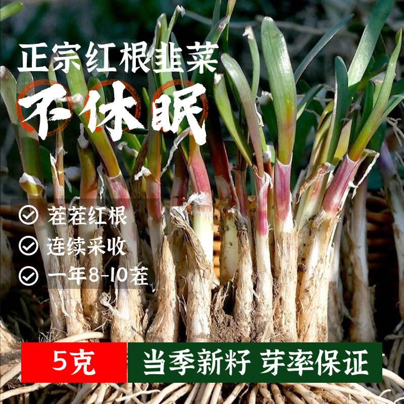 正宗不休眠红根韭菜种子