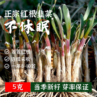 正宗不休眠红根韭菜种子