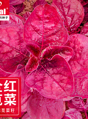 苋菜种子红叶苋菜全红苋菜种子红心菜种子ideal理想农业理想种业