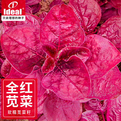 全红苋菜种子理想农业