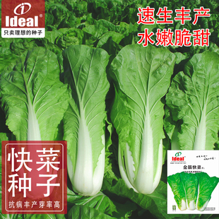 快菜种子快菜种籽小白菜种子奶油白菜种子快菜籽金箭快菜理想农业