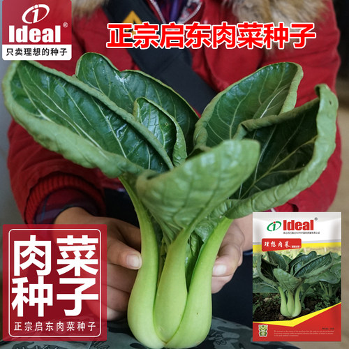 青菜种子启东肉菜种子籽油亮大青菜IDEAL理想秋冬季耐寒蔬菜种孑