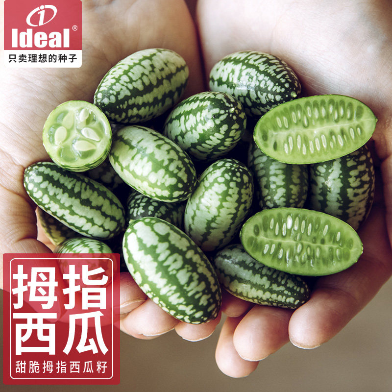 拇指西瓜种子迷你小西瓜薄皮手指母指西瓜种阳台庭院盆栽瓜果