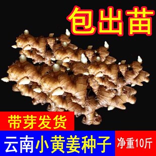 云南小黄姜种孑老姜种子生姜种子小黄姜种苗生姜种植苗带芽姜10斤