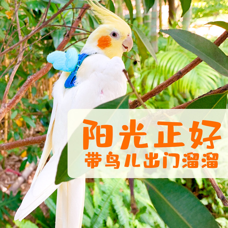 玄凤鹦鹉背带飞行绳小鸟类飞行衣服屎兜粪兜尿不湿可爱放飞绳超轻