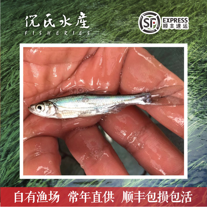 米级翘嘴白鱼苗淡水养殖活体小鱼苗翘嘴红鲌白条白丝苗翘壳刁子鱼
