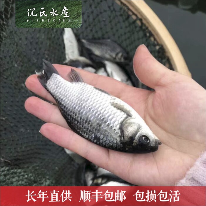 六倍体高产高抗不起虫鲫鱼苗