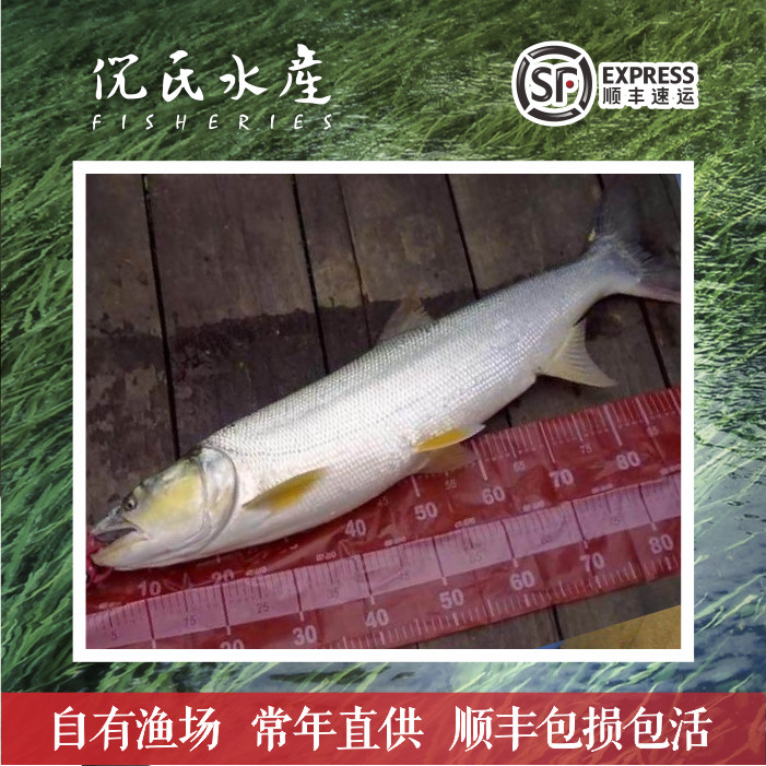 鳡鱼苗活体观赏鱼苗水老虎凶猛淡水路亚鱼种中国河虎铜头鱼黄竿鱼
