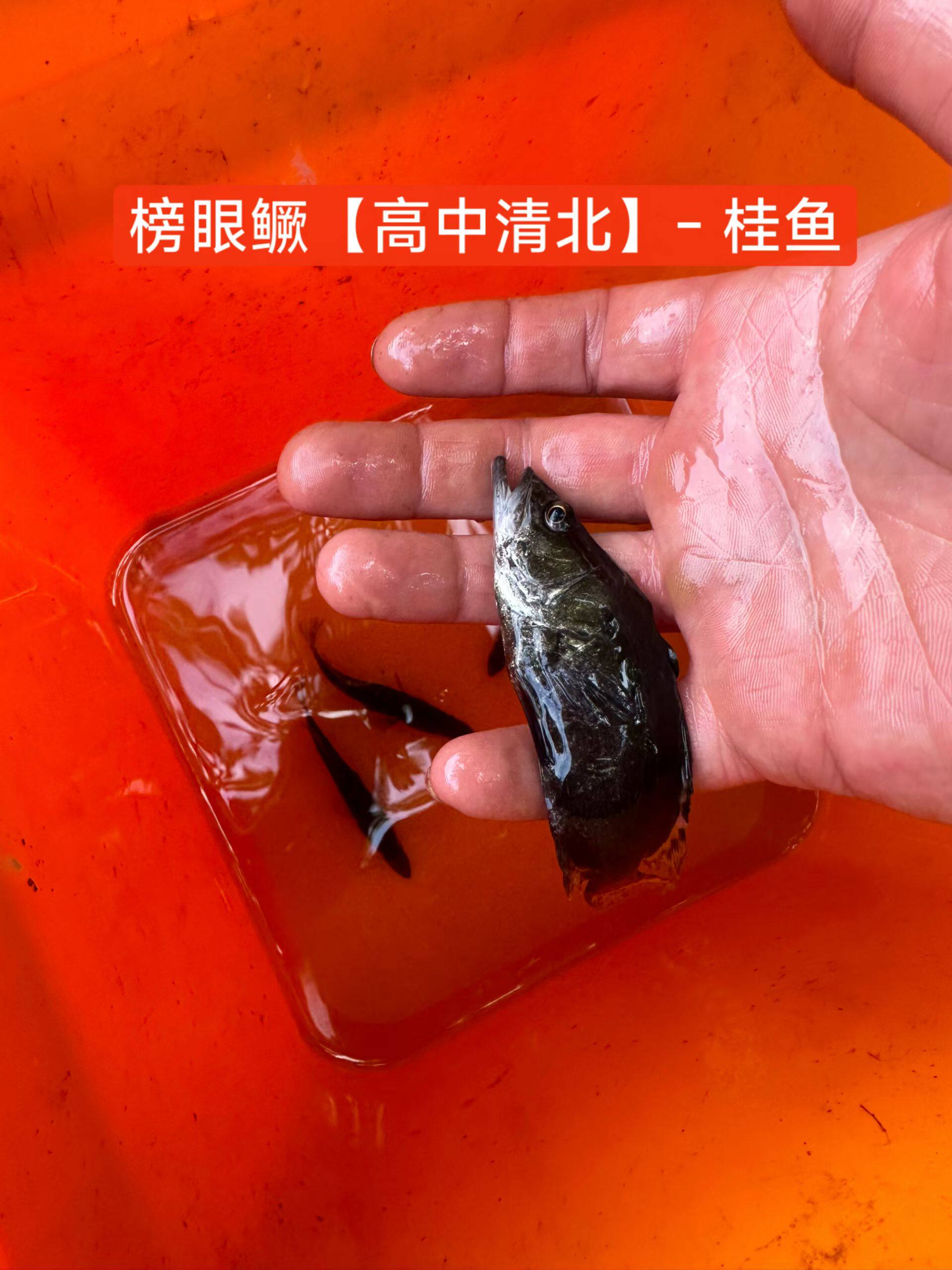 桂花鱼苗淡水养殖食用鳜鱼苗活体凶猛路亚鱼苗 榜眼鳜
