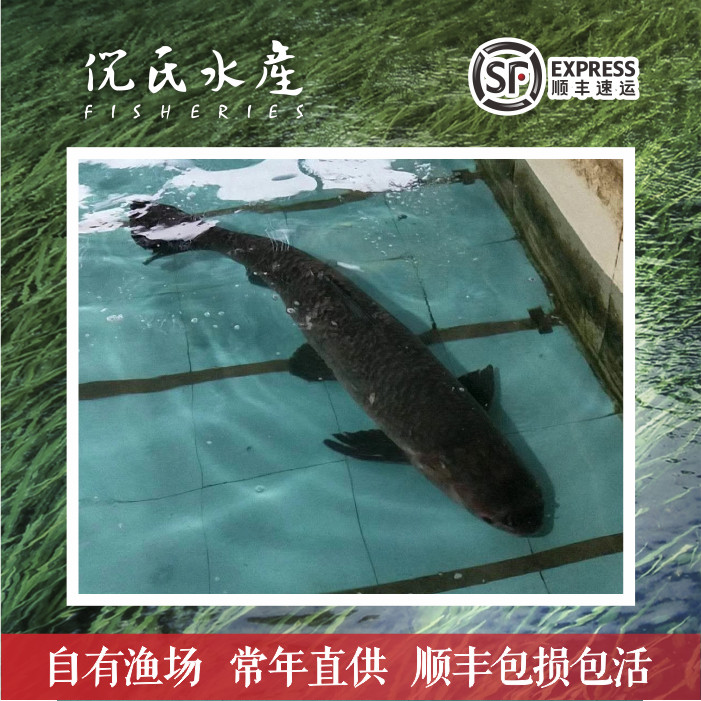 特大青鱼苗螺蛳青鱼苗黑鲩鱼乌青灰草鱼螺丝青鱼养殖淡水包活打氧