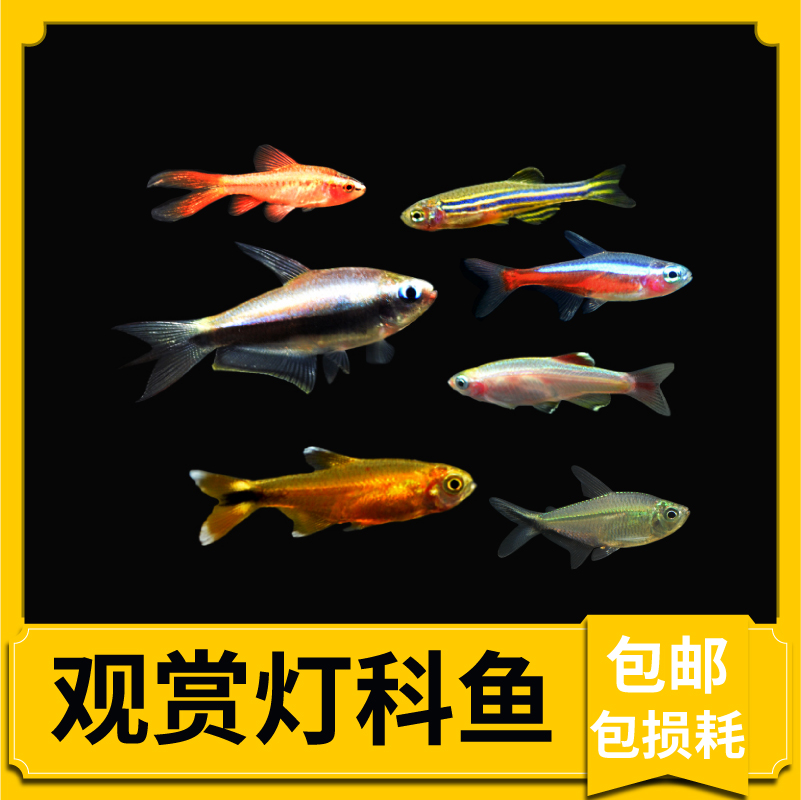 红绿灯宝莲灯喷火灯火炽三角灯红鼻剪刀鱼活体热带观赏群游鱼