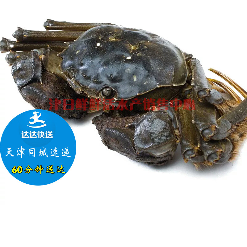 天津河蟹固城湖螃蟹鲜活精品大闸蟹六月黄公母毛蟹礼品盒海鲜同城