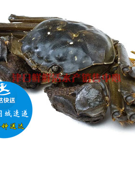 固城湖天津海鲜大闸蟹