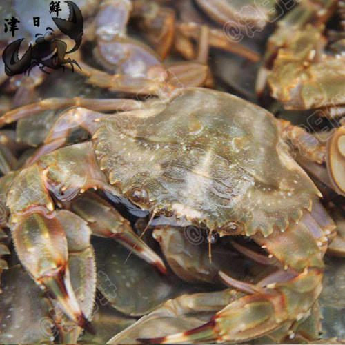 天津海虹花盖海蟹鲜活精品螃蟹大红爪赤甲公母石蟹海鲜梭子蟹同城