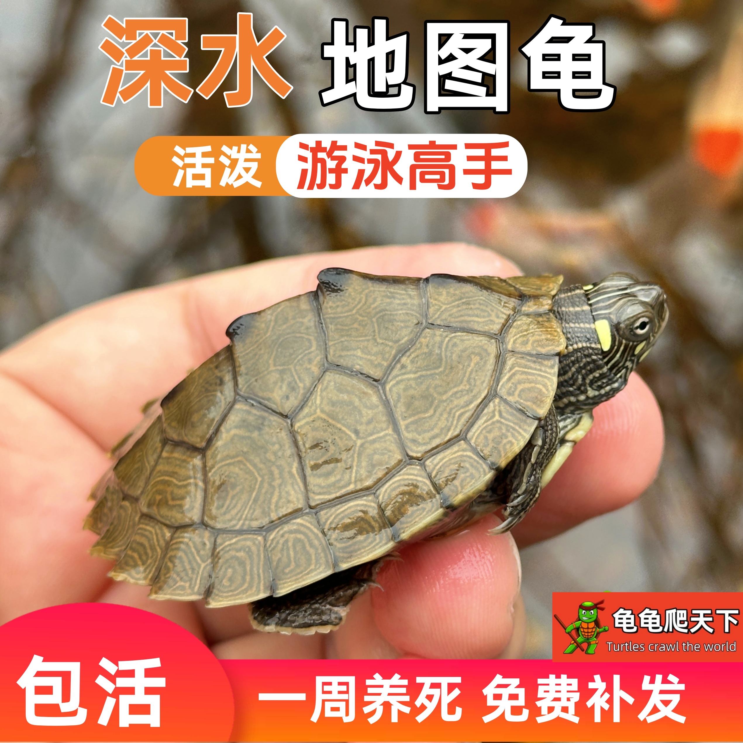 密西西比地图深水龟宠物龟鱼缸混养小乌龟活物家养黑瘤地图观赏龟