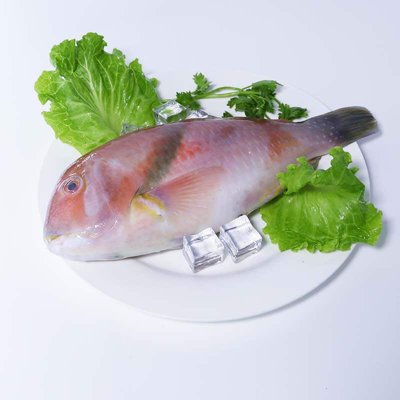 海南三亚野生新鲜海产鹦哥鱼600g 冷冻海鲜南海生鲜  顺丰空运