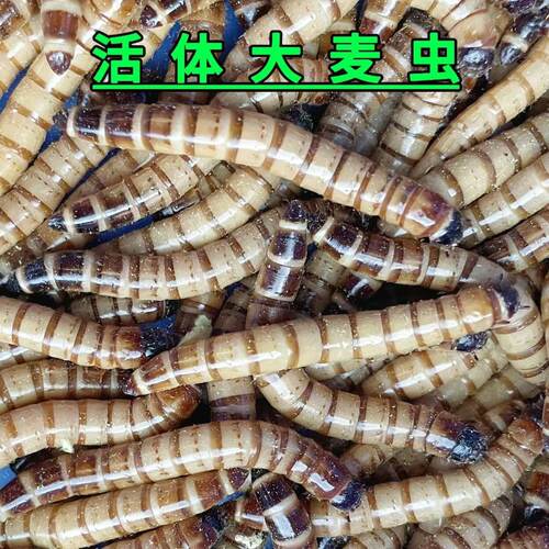 大麦虫活虫鲜活黄粉虫面包虫金龙鱼饲料活体画眉鸟食虫子