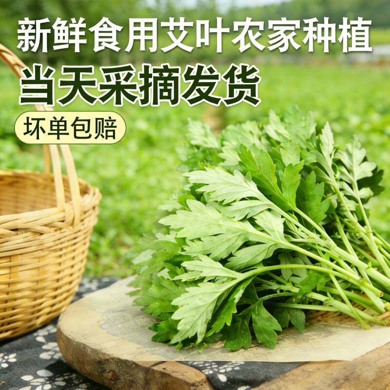 广东梅州新鲜艾叶 现采现发食用艾草 青团清明果专用嫩叶