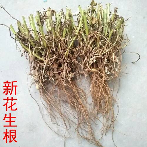 2025年新的花生藤头根 花生头花生根根  干花生根花生根头 - 封面