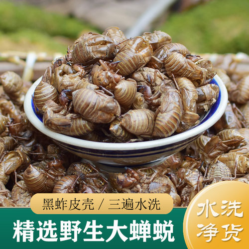 蝉蜕中药材正品 三遍水洗净货 精选野生大蝉蜕壳50g 蝉蜕粉蝉蜕皮
