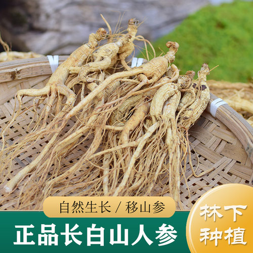 正品东北长白山人参 12/15年移山参50g 中药材人参干林下参干货