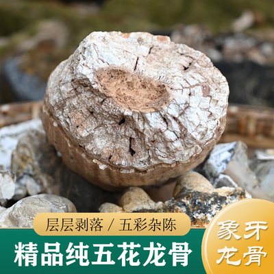 龙骨中药材正品 精品大块五花龙骨100g 象牙化石（牡蛎桂枝