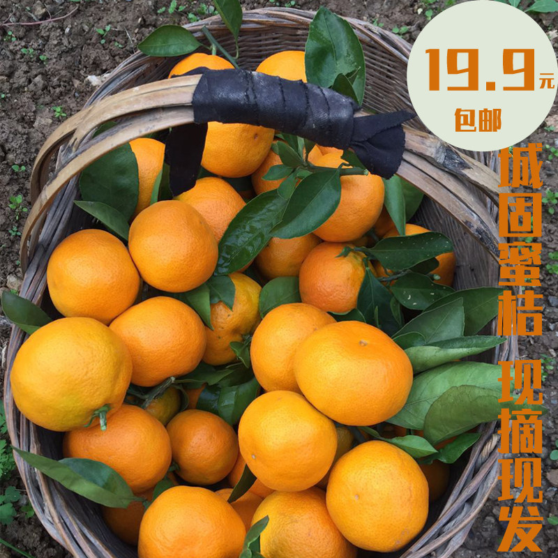 城固橘子新鲜水果升仙无籽蜜桔子薄皮现摘现发10斤陕西汉中特产