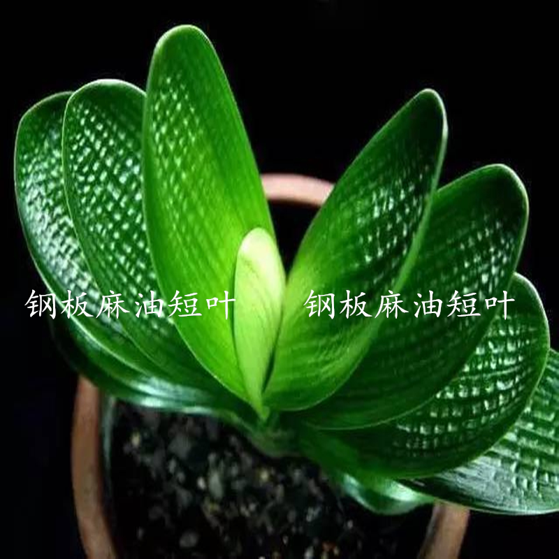 君子兰麻脸短叶油匠室内盆栽绿植花卉净化空气办公桌包邮