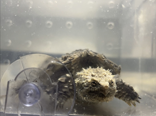 鳄龟爆刺佛鳄龟幼苗佛正宗纯佛宠物龟凶猛龟活物小鳄龟肉食小乌龟