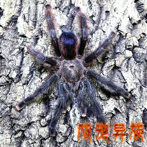 巴西巨人粉红趾蜘蛛大型粉趾成体18-20厘米巨人粉红趾蜘蛛温顺型