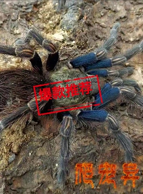 智利蓝腿美人Euathlus truculentus温顺好饲养高端稀有收藏级玩家