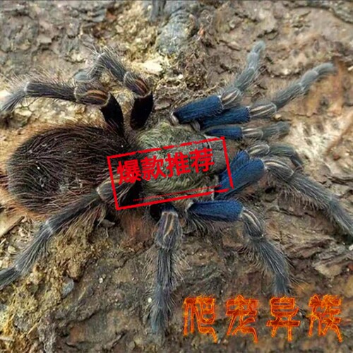 智利蓝腿美人Euathlus truculentus温顺好饲养高端稀有收藏级玩家 - 封面