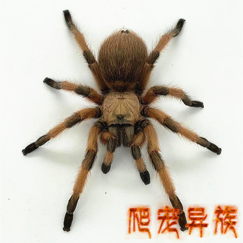 aph属里奥格兰金毛温顺好饲养寿命长里奥格兰金毛宠物蜘蛛爬宠异