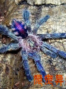亚马逊蓝宝石粉趾Avicularia metallica蜘蛛钴蓝粉钻稀有物种