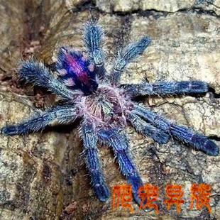 亚马逊蓝宝石粉趾Avicularia metallica蜘蛛钴蓝粉钻稀有物种