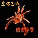 皇帝巴布蜘蛛活体宠物蜘蛛捕鸟蛛蜘蛛超帅气宠物捕鸟蛛好饲养品种