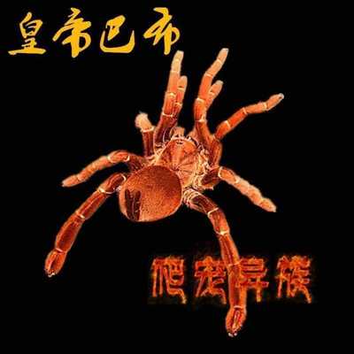 皇帝巴布超帅气宠物捕鸟蛛