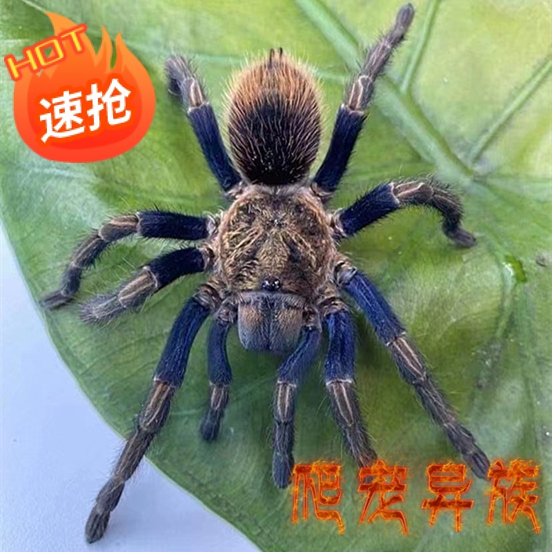 金绿蓝超稀有高端地栖类国内未命名truculentus blue稀有物种珍藏