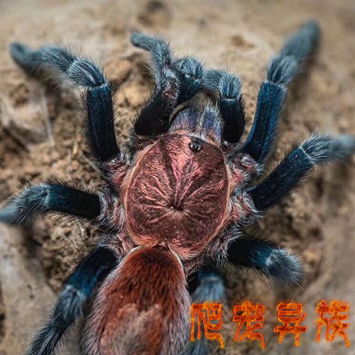 帕帕蓝腿蜘蛛墨西哥帕帕蓝腿蜘蛛活体宠物蜘蛛帕帕捕鸟蛛爬宠异族