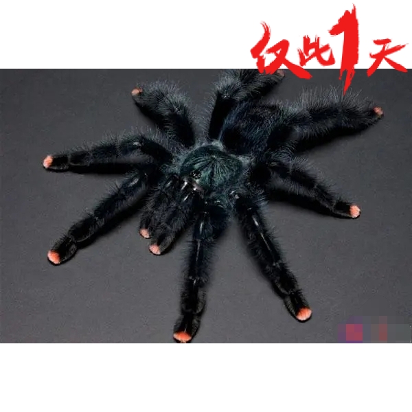 圭亚那粉红趾蜘蛛 粉趾类初步入门品种爬宠异族