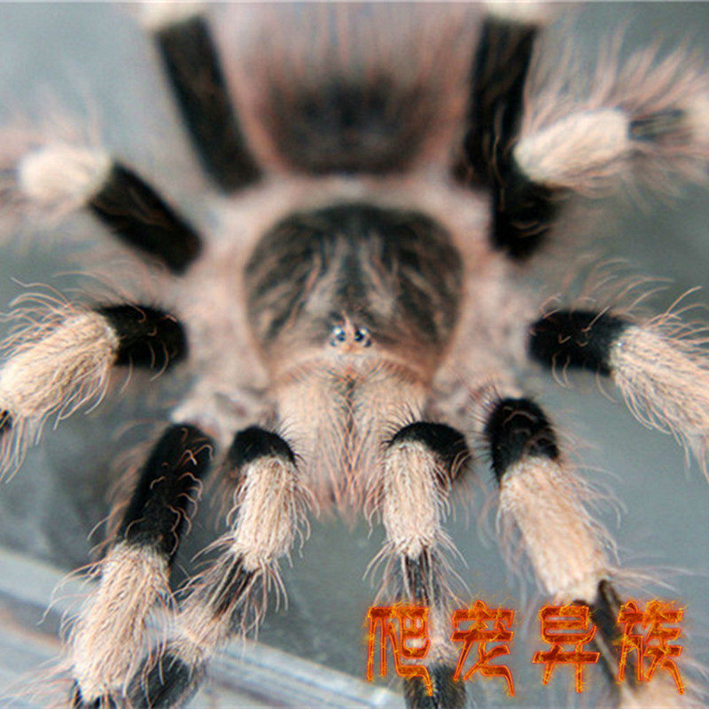 巴西黑白脚活体蜘蛛宠物蜘蛛捕鸟蛛新手饲养蜘蛛宠物黑白脚蜘蛛