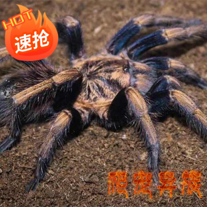 奥斯卡黄金美人捕鸟蛛theraphosinae sp. oscars高端玩家收藏款