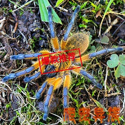 蓝腿巴布蜘蛛南非蓝腿巴布hp活体宠物蜘蛛蓝色经典品种捕鸟蛛蜘蛛