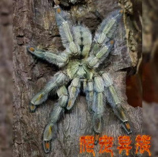 千里达老虎尾Psalmopoeus cambridgei树栖类蜘蛛太阳虎同属蜘蛛