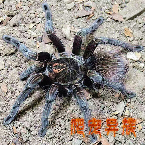 杜兰钢铁蓝 Pamphobeteus spec Duran 杜兰钢铁蓝蜘蛛收藏级品种